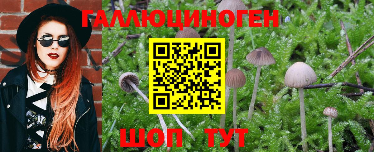 Егорьевск  Псилоцибиновые грибы Psilocybine cubensis  Вход с VPN 